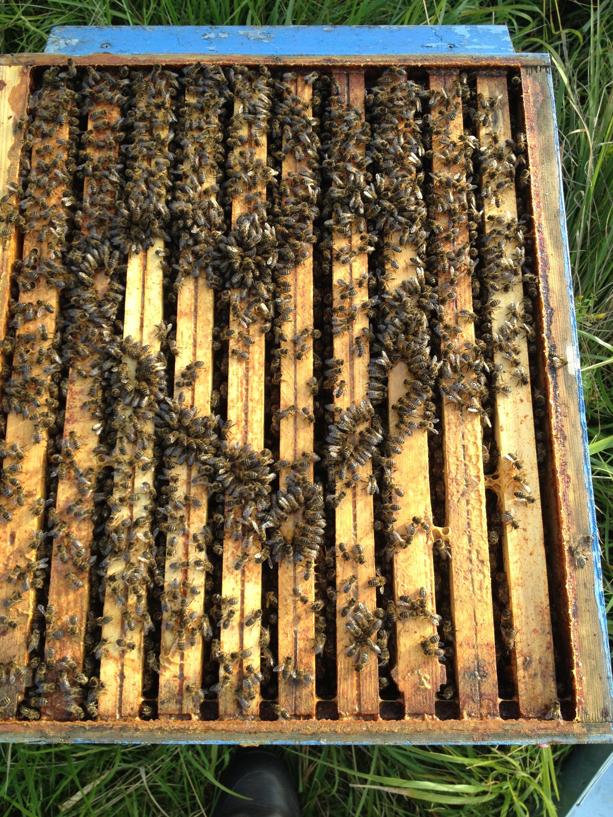 Mes abeilles, mes amoures