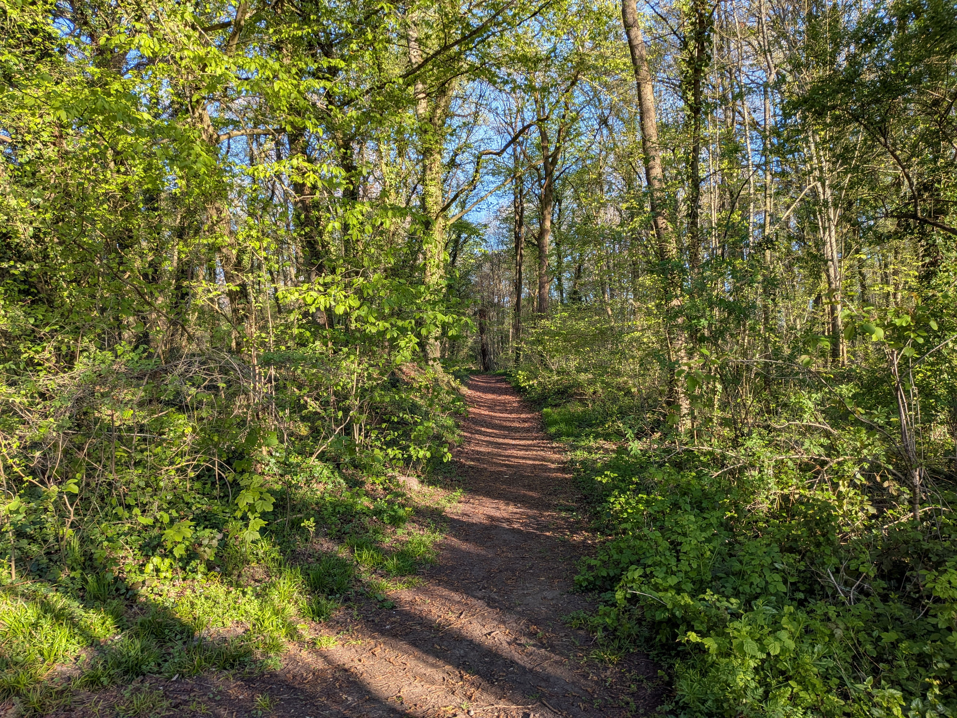 Photo Forêt de Laigue