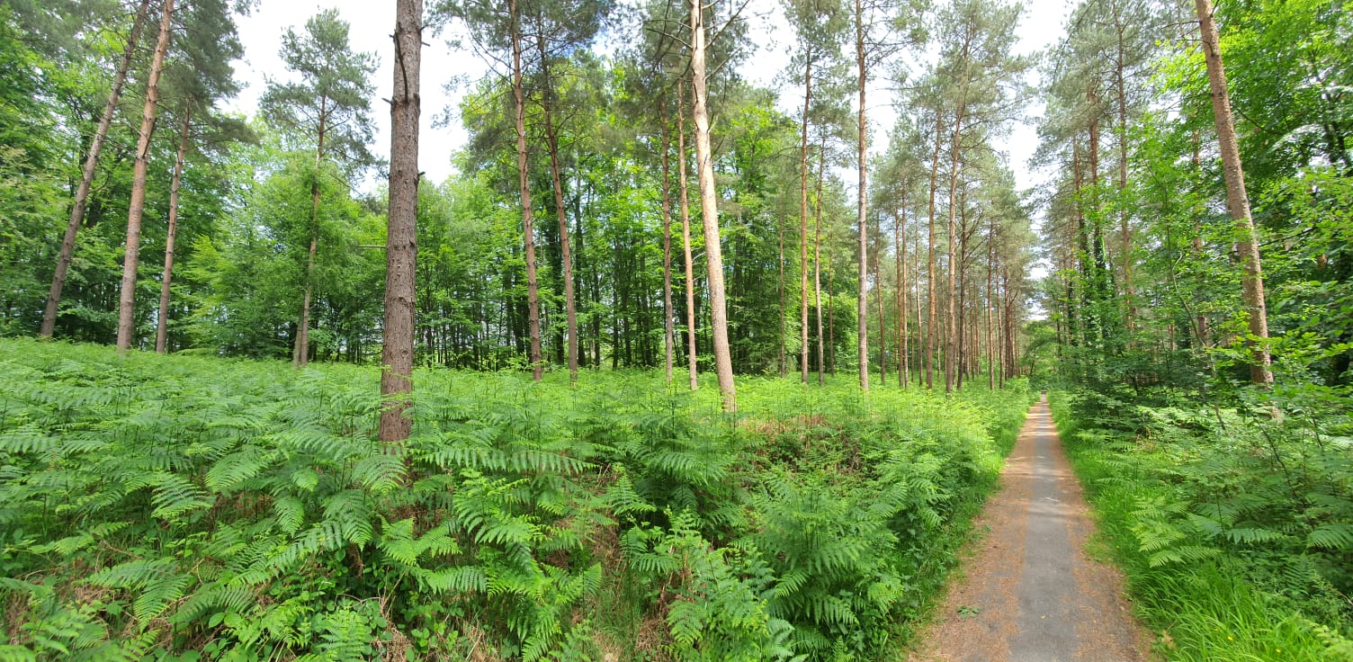 Forêt domaniale de Compiègne