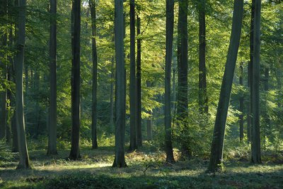 Forêt de Compiègne_© Philippe Lobgeois - Oise Tourisme