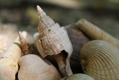 Fossiles du géosite cuisien