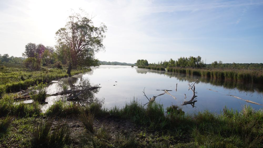 Découverte des oiseaux des Marais de Sacy