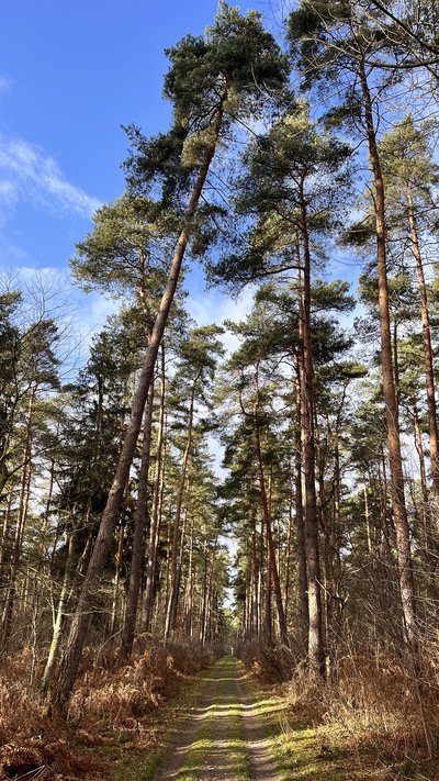 Chemin de randonnée - Saint-Jean-aux-Bois