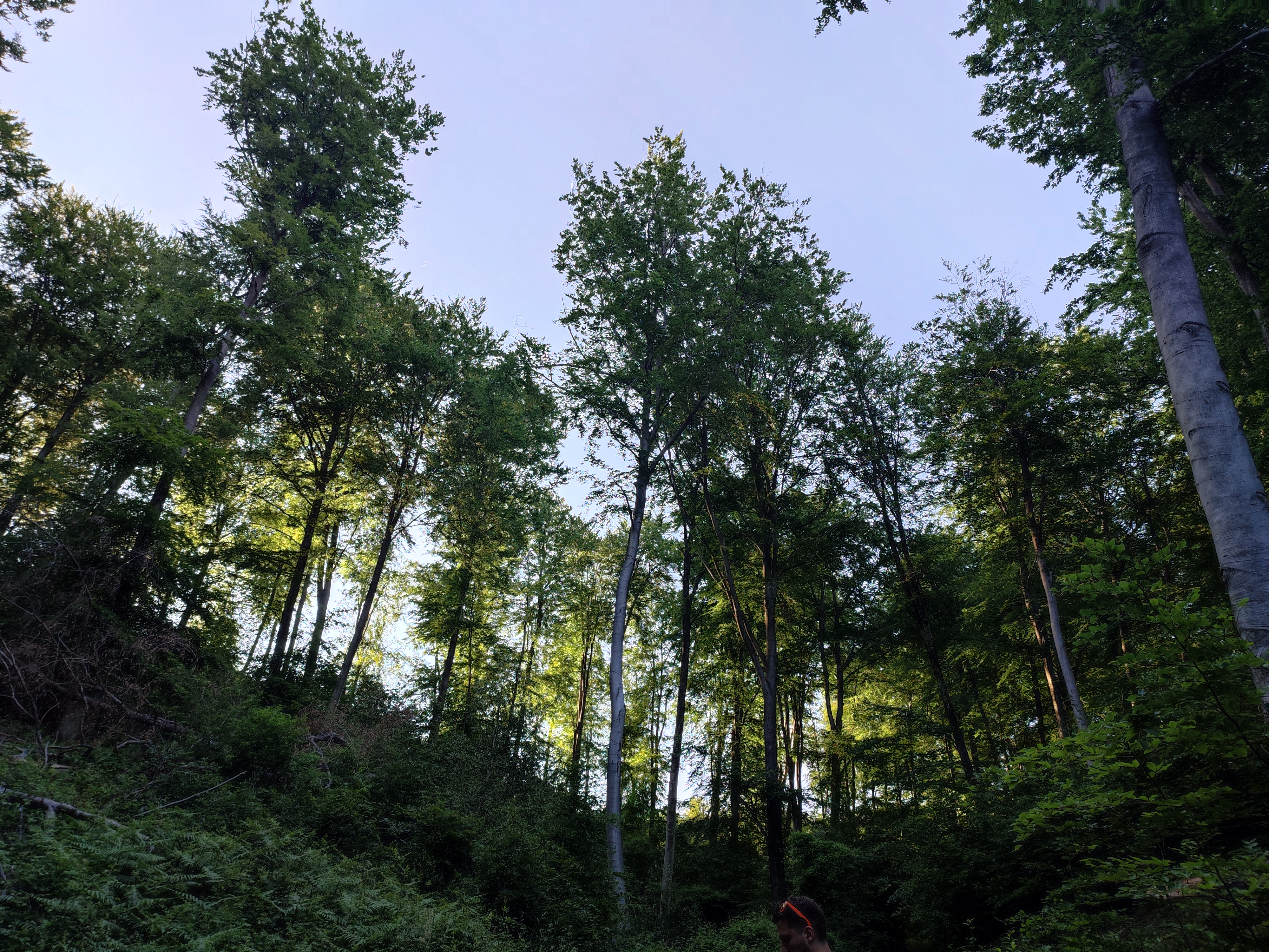 Mont Collet 1 - Alison Colombel